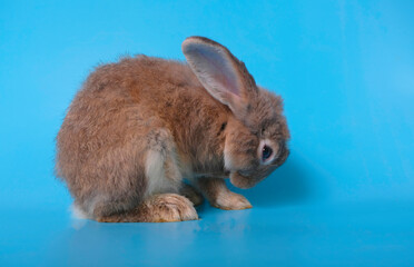 The brown rabbit is cleaning on a blue background.
