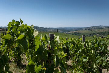 Close up of large bunch of red wine grapes hanging in the sunlight