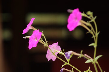 purple orchid flower