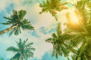 Vintage Palm trees background with the blue sky at the tropical coast, retro tone, coconut tree, summer tree. 