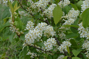 flowering cherry tree in spring