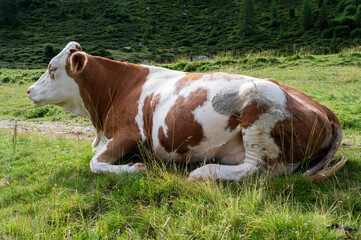 Fototapeta na wymiar calm cow on pasture