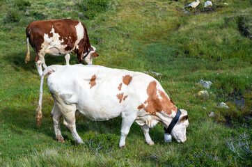 Fototapeta na wymiar calm cows on pasture