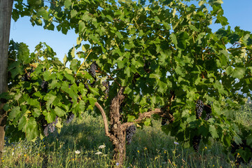 Fototapeta na wymiar Close up of large bunch of red wine grapes hanging in the sunlight
