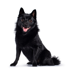 Cute solid black Schipperke dog, sitting up facing front. Looking curious towards lens with brown eyes. Mouth open, tongue out. Isolated on white background.