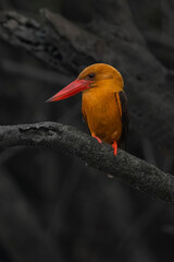 A beautiful bird perched