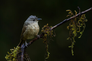 A beautiful bird perched