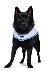 Obraz premium Cute solid black Schipperke dog, standing slightly side ways wearing sailor collar around neck. Looking curious towards lens with brown eyes. Mouth closed. Isolated on white background.