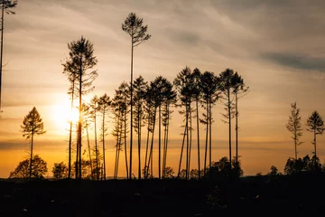 Waldsterben © Viktor Wink