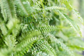green fern with leaves on the wall