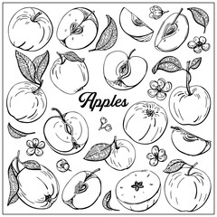 Fototapeta na wymiar Apple set. Slices, flowers, leaves. Organic food, vector doodle hand drawn sketch style illustrations collection isolated on white background.