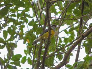 Bananaquit singing in a tree branch