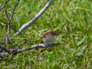 A cute and roundy Yellow-chinned Spinetail perched in a branch