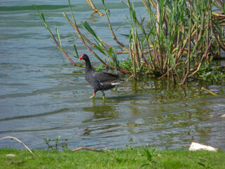 Common Gallinule standing in the water