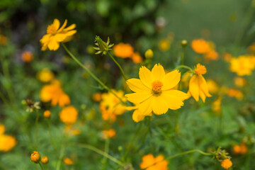 Yellow cosmos flower. Cosmic Orange Cosmos Flowers is blooming in the garden. Beautiful and bright orange cosmos flowers field.