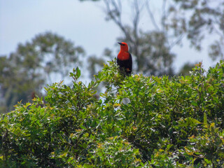 A Scarlet-headed Blackbird with a shiny red in the top of a tree