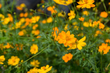 Yellow cosmos flower. Cosmic Orange Cosmos Flowers is blooming in the garden. Beautiful and bright orange cosmos flowers field.
