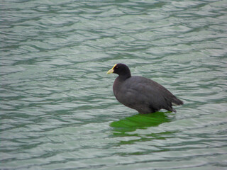 White-winged Coot, a rare visitor in South Brazil, standing in the water