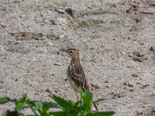 Yellowish Pipit in an upright pose in the dirt