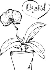 A sketch of an orchid in a pot. Vector drawing in black color of a flower on a white background with an inscription.