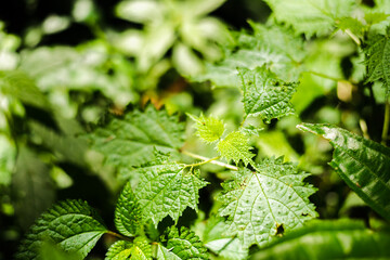 sting nettle in the tropical forest