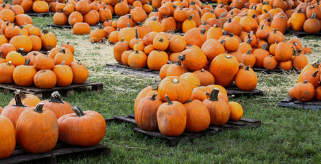 Fototapeta na wymiar Pumpkin patch in the fall October in miami lakes baptist church stock photo royalty free 