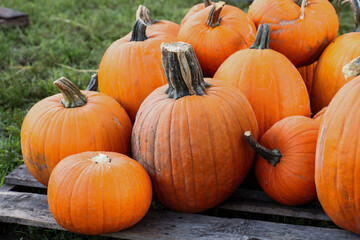 Pumpkin patch in the fall October in miami lakes baptist church 2021