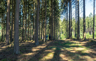 Scouts or tourists go with backpacks through the forest on a Sunny summer day. Active healthy lifestyle people. Hiking Trekking Scouting. Green forest background. Coniferous forest in Europe