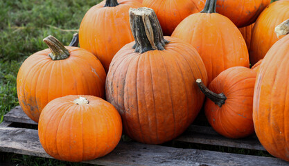 Pumpkin patch in the fall October in miami lakes baptist church 2021