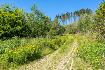 Fototapeta na wymiar Walkway rural trail or road in forest. A path with green trees pines and shrubs. Yellow flowers growing along the road. Summer sunny day in the forest.