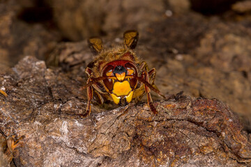 European hornet Vespa crabro