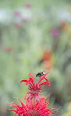 Vertical пreen summer background with red flowers and a bee