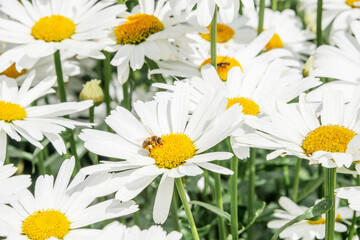 Summer horizontal background with daisies and a bee