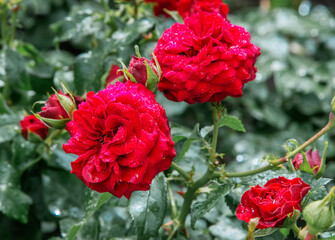 Red roses after the rain