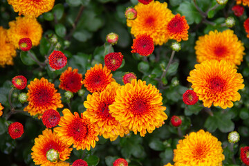 colorful flowers in the garden