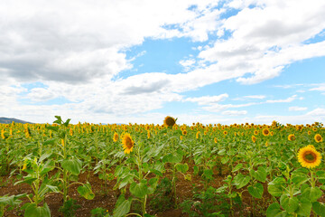 Fototapeta na wymiar field of ripe yellow sunflowers against the background of mountains and cloudy sky