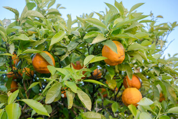 An orange tree producer of vitamin C tasty fruits. An evergreen tree of the genus Citrus on outdoors background.
