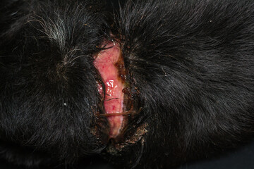 poor dog with a large wound around his neck because of a collar, before surgery
