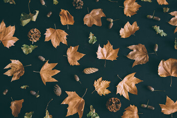 Autumn leaves with acorn and cones composition pattern on dark background from above. Maple leaf...