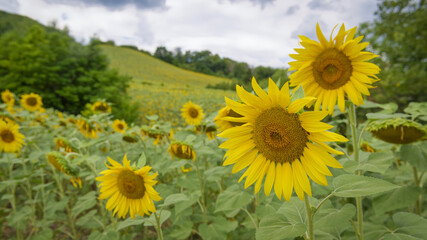 Champ de coquelicots dans la r&eacute;gion des Marches en Italie