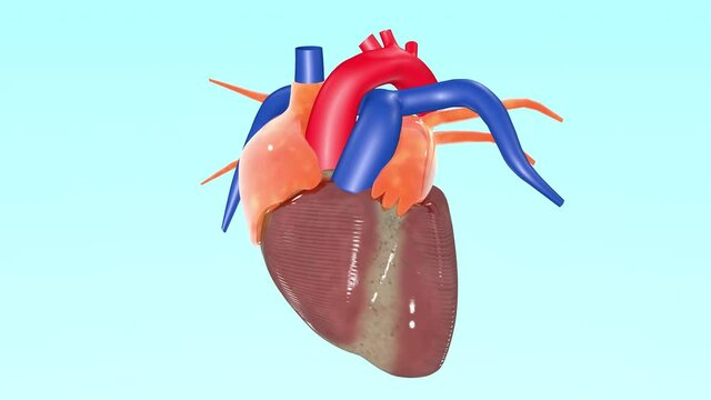 Realistic 3D animated pulsating Heart Beat pumping action with rotation Transparent Background Alpha Channel
