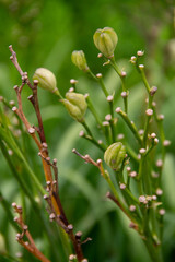 young buds of a willow