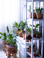 Fototapeta na wymiar plants apartament