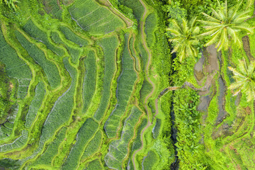 View from above, stunning aerial view of the Tegalalang rice terrace fields during sunrise. Tegalalang rice fields are a series of rice paddies located close to Ubud, in the centre of Bali, Indonesia.