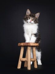 Cute black tabby blotched with white Norwegian Forestcat kitten, standing behind little wooden stool. Front paws on surface. Looking beside camera with green eyes. Isolated on black background.