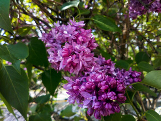 Branch of blooming lilac close-up.