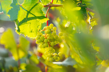 white wine grapes. vineyard with a bunch of grapes.
