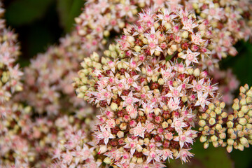 branch with delicate pink flowers