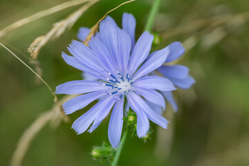 Chicory Flowers in Bloom in Summer