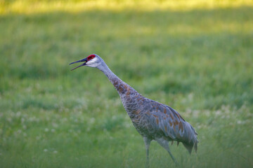 Mature Sandhill Crane (Grus Canadensis) in a hayfield during late summer, selective focus, background and foreground blur
